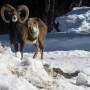 15.februar_wildbichl_mufflon2.jpg