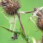 spinne_an_distel.jpg